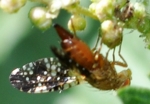 Bohrfliege, Oxyna flavipennis