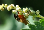 Bohrfliege, Oxyna flavipennis