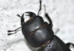Dorcus parallelopipedes