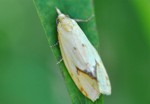 Agapeta hamana