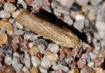 Agriphila inquinatella