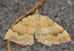 Camptogramma bilineata