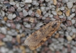 Nomophila nearctica